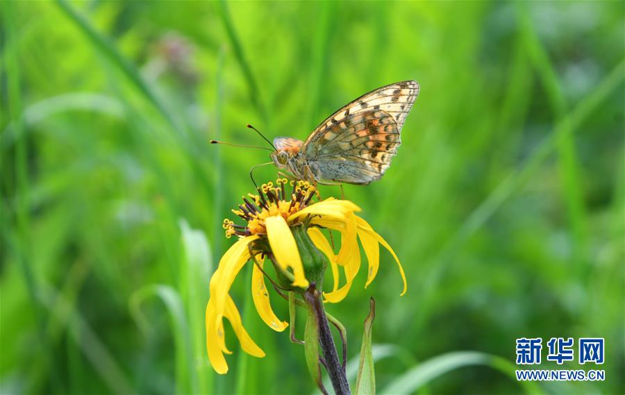 7月9日，一只蝴蝶在花间采蜜。 近日，有着“空中花园”之称的长白山西景区高山花园百花绽放，数千公顷的各类花卉争奇斗艳，吸引游客前来观赏。 新华社记者 林宏 摄