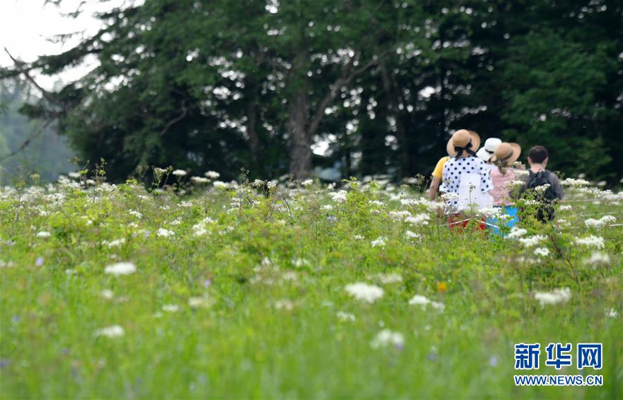 7月9日，游客在长白山西景区高山花园游玩。 近日，有着“空中花园”之称的长白山西景区高山花园百花绽放，数千公顷的各类花卉争奇斗艳，吸引游客前来观赏。 新华社记者 林宏 摄