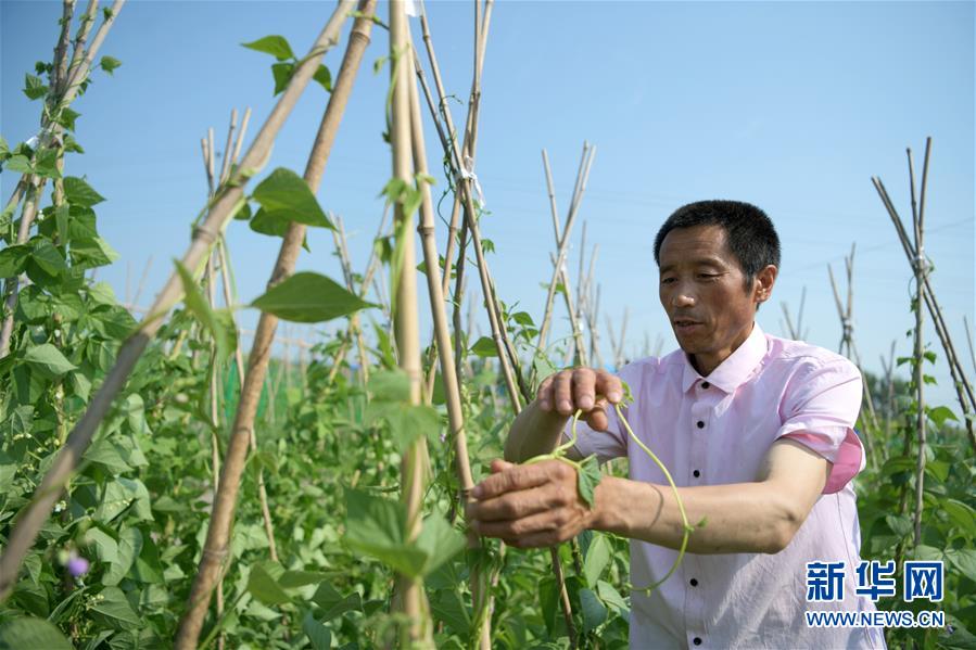 7月8日，黑龙江省林甸县宏伟乡全胜村脱贫户丛百山在自家园子里给豆角绑蔓。 地处大兴安岭南麓集中连片特困地区的黑龙江省林甸县，近年把发展庭院经济作为促进贫困群众脱贫增收的重要路径，引导鼓励农民在自家“小菜园”发展特色种植、养殖，将“小菜园”变成“增收田”。目前，全县共落实庭院种养殖14000余户，其中贫困户3000余户。 新华社记者 王建威 摄