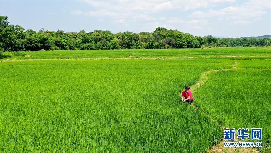 7月9日，管延丽在稻田里查看水稻长势（无人机照片）。新华社记者 林宏 摄