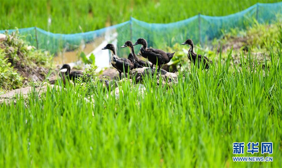 这是7月9日拍摄的“大米姐”稻田里的稻田鸭，它们的主要作用是除草、肥田。新华社记者 林宏 摄