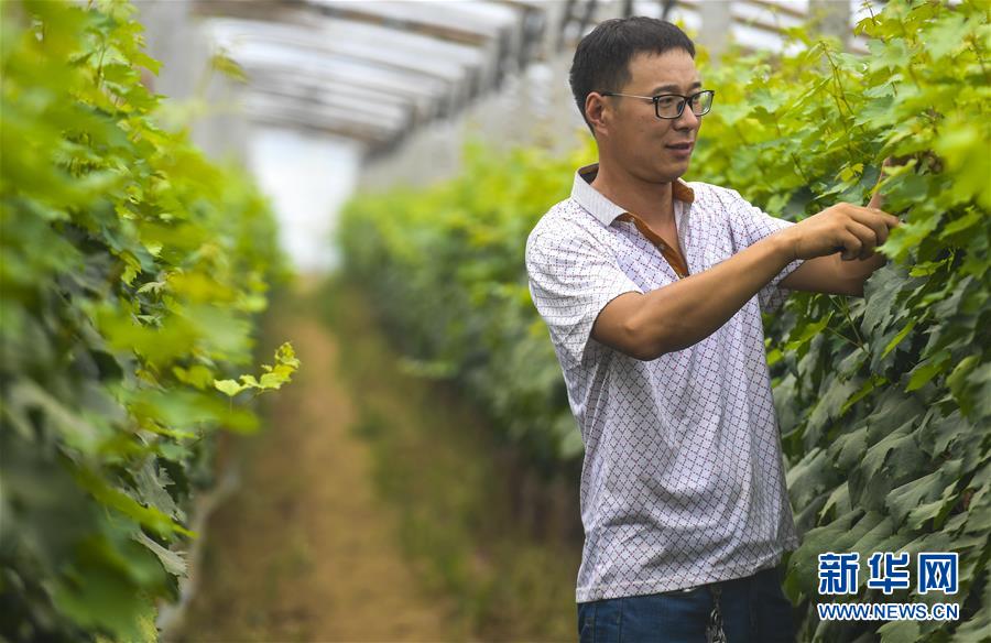 7月13日，赵见行在大棚内为葡萄整枝。 今年37岁的赵见行是河北省饶阳县大官亭镇南李岗村的农民，2015年因父亲大病救治致贫。他积极学习农管技术，吃苦耐劳，在扶贫干部的帮扶下，申请到5000元大棚种植补贴，种上了葡萄新品种“黑巴拉多”，并主动参加县里组织的“新型职业农民培训”。2016年，赵见行种植的大棚葡萄喜获丰收，如愿摘掉了“穷帽子”，年纯收入近7万元。如今，赵见行成为县里特聘的农技员，负责8个贫困村的葡萄技术推广工作，带动村民增收致富。 新华社记者 李晓果 摄