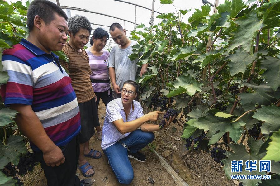 7月13日，赵见行为种植户讲解葡萄成熟期的管理技术。 今年37岁的赵见行是河北省饶阳县大官亭镇南李岗村的农民，2015年因父亲大病救治致贫。他积极学习农管技术，吃苦耐劳，在扶贫干部的帮扶下，申请到5000元大棚种植补贴，种上了葡萄新品种“黑巴拉多”，并主动参加县里组织的“新型职业农民培训”。2016年，赵见行种植的大棚葡萄喜获丰收，如愿摘掉了“穷帽子”，年纯收入近7万元。如今，赵见行成为县里特聘的农技员，负责8个贫困村的葡萄技术推广工作，带动村民增收致富。 新华社记者 李晓果 摄