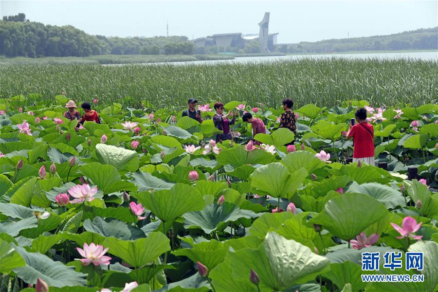 7月13日，游人在莲花湖湿地公园内赏荷。 近日，辽宁省铁岭市莲花湖湿地公园内成片的荷花竞相开放，游客乘船行进其中，美不胜收。 新华社记者 杨青 摄