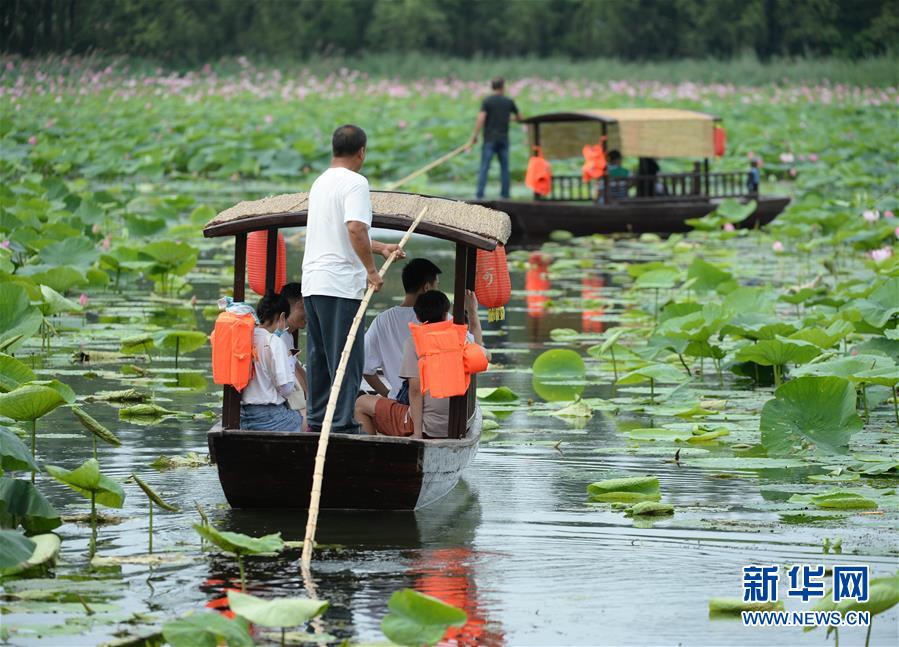 7月13日，游客乘船在莲花湖湿地公园内观赏荷花。 近日，辽宁省铁岭市莲花湖湿地公园内成片的荷花竞相开放，游客乘船行进其中，美不胜收。 新华社记者 杨青 摄