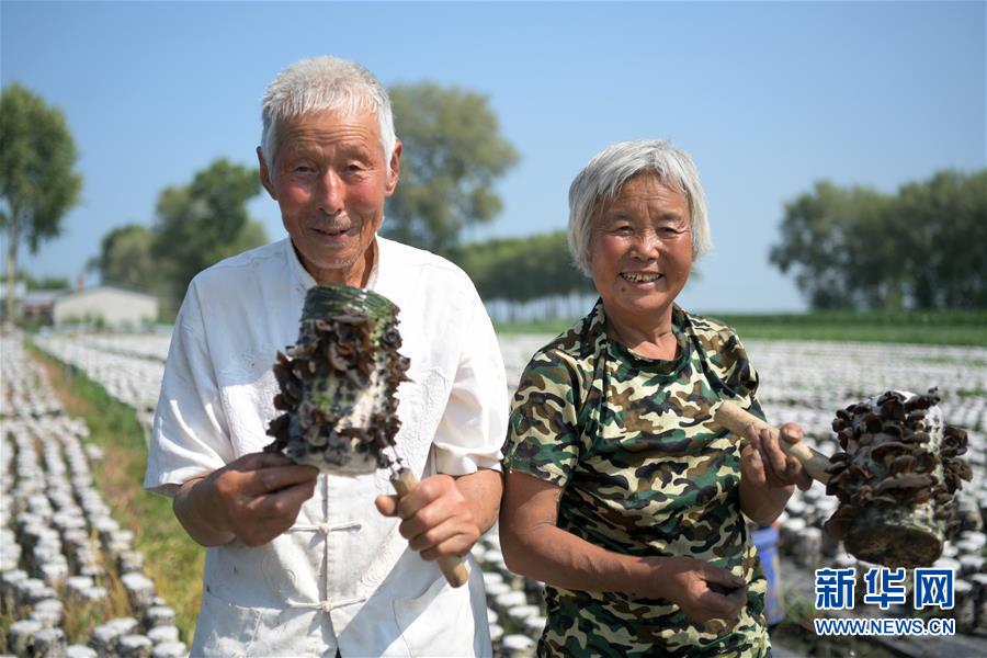 7月15日，侯江、宋兰环老两口在种植区展示木耳菌棒。年近7旬的黑龙江省克东县润津乡礼让村脱贫户侯江、宋兰环老两口，满头白发，却有着年轻人的精气神儿，他们靠种植黑木耳脱贫致富。 2018年，县里对贫困户发展种养业的奖补政策让老两口动了心，在村党支部和驻村工作队的帮助下，他们开始尝试种植黑木耳。老两口每天辛勤劳作，两年来，种植的木耳菌棒从五万棒发展到十五万棒。如今，老两口每年雇一些贫困户来帮工，两人一年净挣十余万元。 “感谢扶贫政策，黑木耳不但让我们脱了贫，还帮我们奔上了小康。”侯江、宋兰环老两口说。新华社记者 王建威 摄