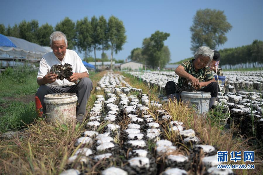 7月15日，侯江、宋兰环老两口在种植区摘木耳。新华社记者 王建威 摄