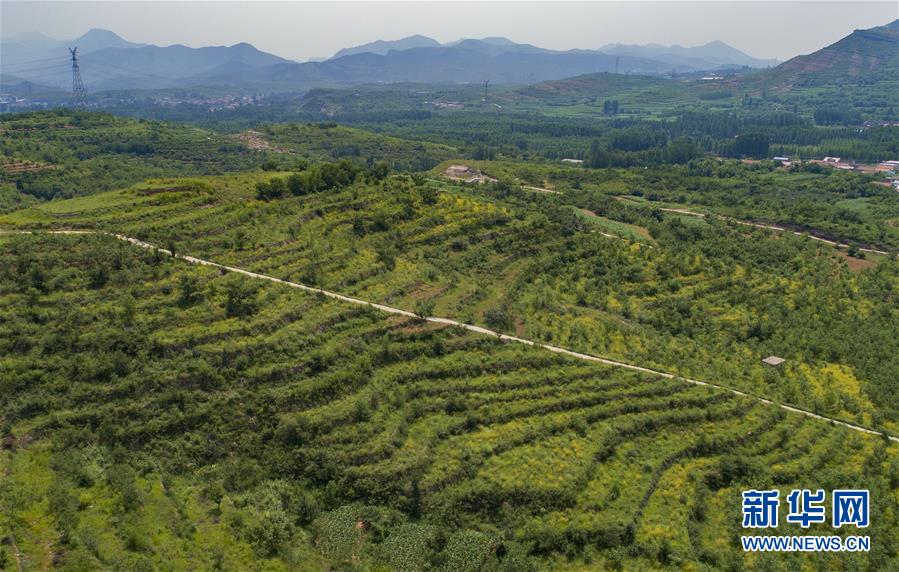 7月20日拍摄的唐山市丰润区火石营镇东高庄村中药材种植基地（无人机照片）。 近年来，河北省唐山市丰润区采取“公司+合作社+农户”经营管理模式，引导农民发展丹参、柴胡、黄芩、五味子等中药材种植。据介绍，目前该区中药材种植面积达1万多亩，带动500多农户实现增收。 新华社记者 杨世尧 摄