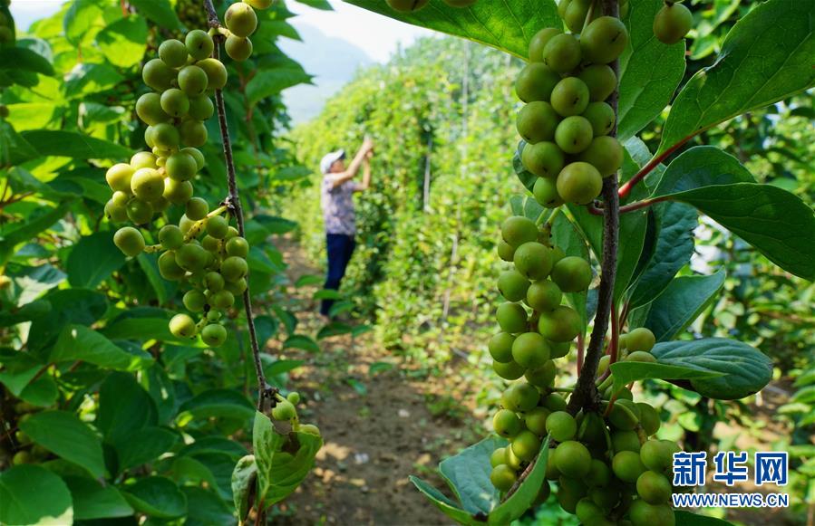 7月20日，在唐山市丰润区火石营镇东高庄村中药材种植基地，村民在管护五味子。 近年来，河北省唐山市丰润区采取“公司+合作社+农户”经营管理模式，引导农民发展丹参、柴胡、黄芩、五味子等中药材种植。据介绍，目前该区中药材种植面积达1万多亩，带动500多农户实现增收。 新华社记者 杨世尧 摄