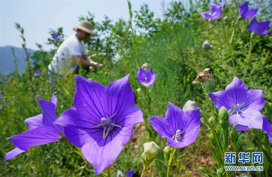 7月20日，在唐山市丰润区火石营镇东高庄村中药材种植基地，村民在管护桔梗。 近年来，河北省唐山市丰润区采取“公司+合作社+农户”经营管理模式，引导农民发展丹参、柴胡、黄芩、五味子等中药材种植。据介绍，目前该区中药材种植面积达1万多亩，带动500多农户实现增收。 新华社记者 杨世尧 摄