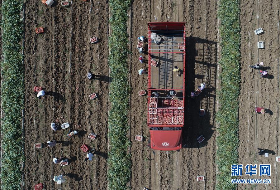 7月24日，滦南县东黄坨镇薯泽专业合作社的员工将收获的烟薯装车（无人机照片）。 近年来，河北省滦南县采取“公司+合作社+农户”的模式，大力发展红薯新品种烟薯种植，促进农民增收。据介绍，该县今年烟薯种植面积达3万亩，预计销售收入将达1.5亿元。 新华社记者 杨世尧 摄