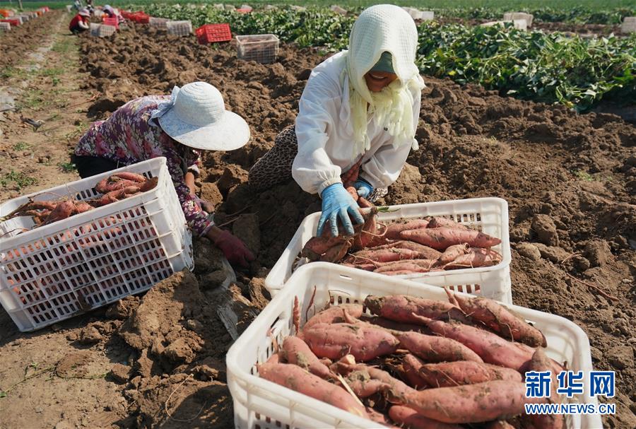 7月24日，滦南县东黄坨镇薯泽专业合作社的员工在收获烟薯。 近年来，河北省滦南县采取“公司+合作社+农户”的模式，大力发展红薯新品种烟薯种植，促进农民增收。据介绍，该县今年烟薯种植面积达3万亩，预计销售收入将达1.5亿元。 新华社记者 杨世尧 摄