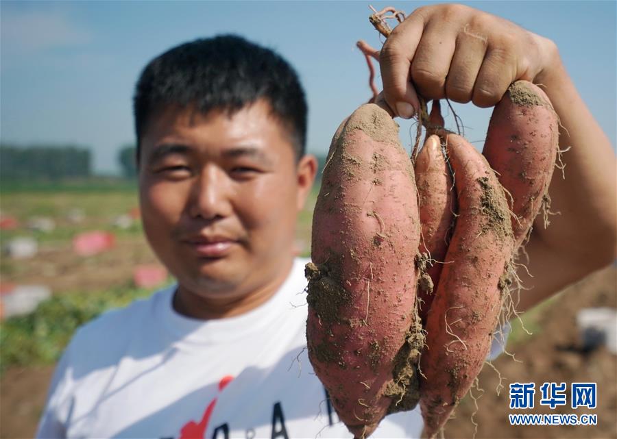 7月24日，滦南县东黄坨镇薯泽专业合作社的员工在展示收获的烟薯。 近年来，河北省滦南县采取“公司+合作社+农户”的模式，大力发展红薯新品种烟薯种植，促进农民增收。据介绍，该县今年烟薯种植面积达3万亩，预计销售收入将达1.5亿元。 新华社记者 杨世尧 摄