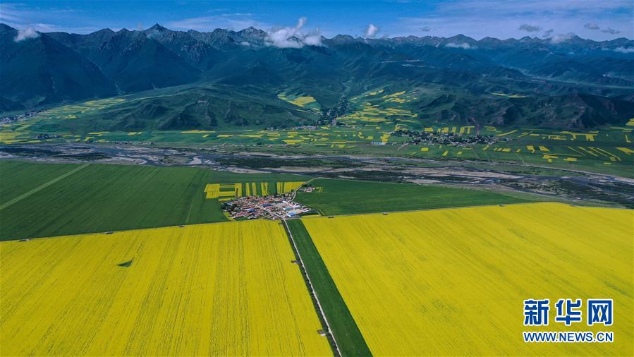 这是7月22日拍摄的门源回族自治县的油菜花田（无人机照片）。 时下正值高原油菜花竞相绽放的季节，在青海省海北藏族自治州门源回族自治县，金黄色的油菜花在高原蓝天和云雾映衬下形成一幅壮丽画卷，吸引游客前来观赏。 新华社记者 吴刚 摄