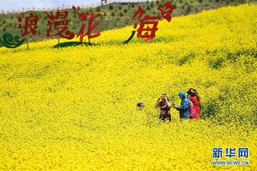 这是7月22日拍摄的门源回族自治县的油菜花田（无人机照片）。 时下正值高原油菜花竞相绽放的季节，在青海省海北藏族自治州门源回族自治县，金黄色的油菜花在高原蓝天和云雾映衬下形成一幅壮丽画卷，吸引游客前来观赏。 新华社记者 吴刚 摄