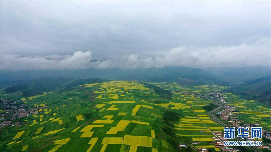 这是7月22日拍摄的门源回族自治县的油菜花田（无人机照片）。 时下正值高原油菜花竞相绽放的季节，在青海省海北藏族自治州门源回族自治县，金黄色的油菜花在高原蓝天和云雾映衬下形成一幅壮丽画卷，吸引游客前来观赏。 新华社记者 吴刚 摄