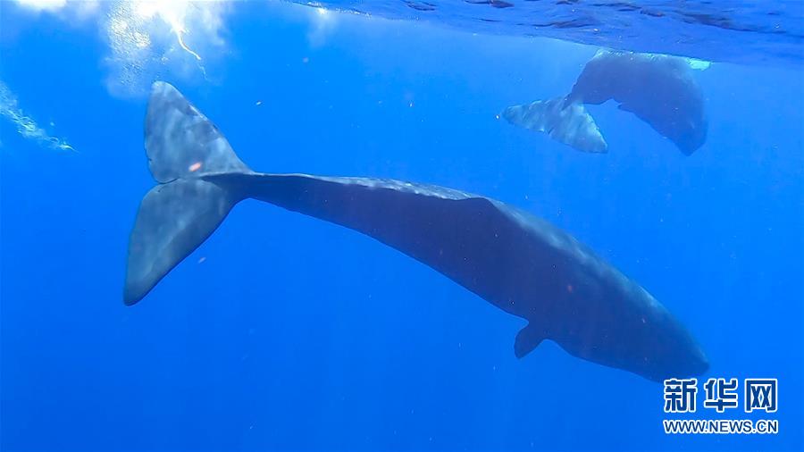 （环境）（2）科研人员在南海连续两次发现抹香鲸群体