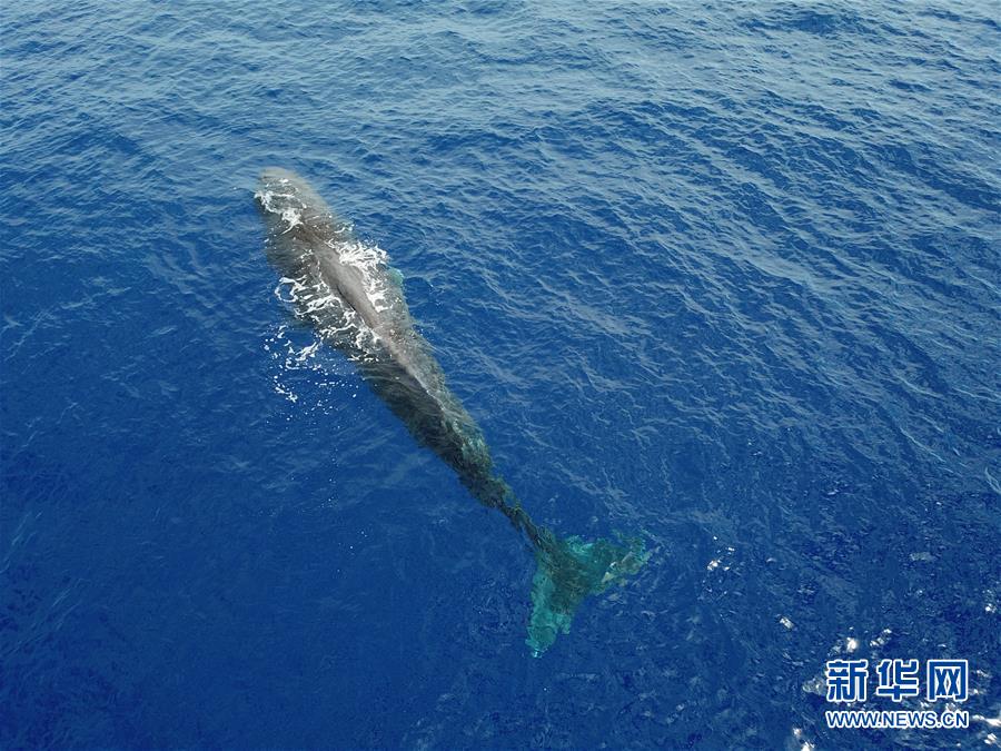 （环境）（3）科研人员在南海连续两次发现抹香鲸群体