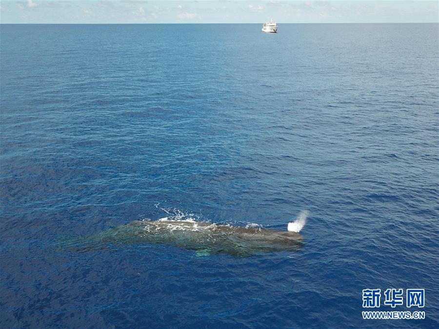 （环境）（4）科研人员在南海连续两次发现抹香鲸群体