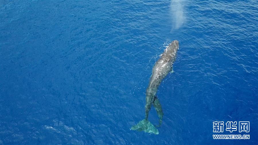 （环境）（6）科研人员在南海连续两次发现抹香鲸群体
