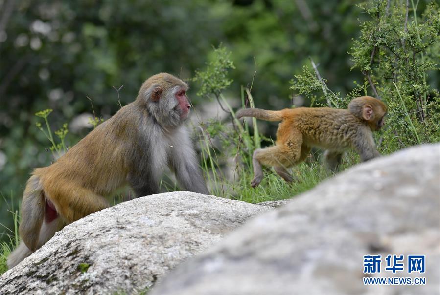 （环境）（2）雅鲁藏布江畔藏猕猴