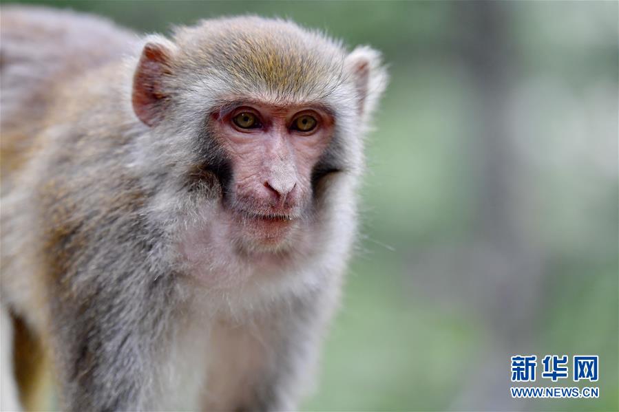 （环境）（3）雅鲁藏布江畔藏猕猴