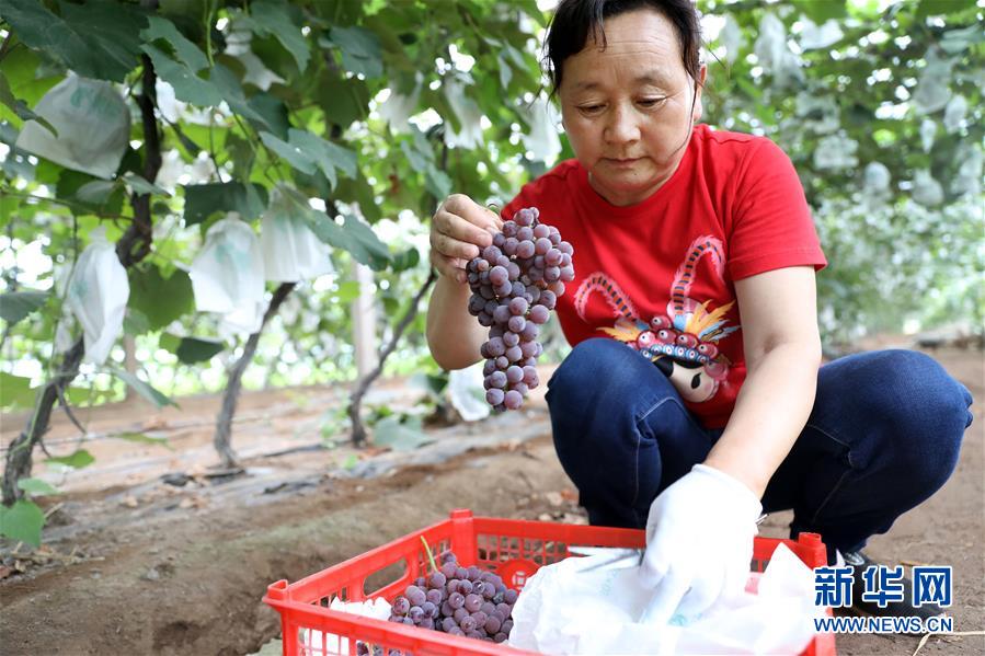 8月4日，在唐家房镇果子园村鞍山绿泰佳葡萄园，工人将采摘的葡萄放入篮里。 新华社记者 姚剑锋 摄
