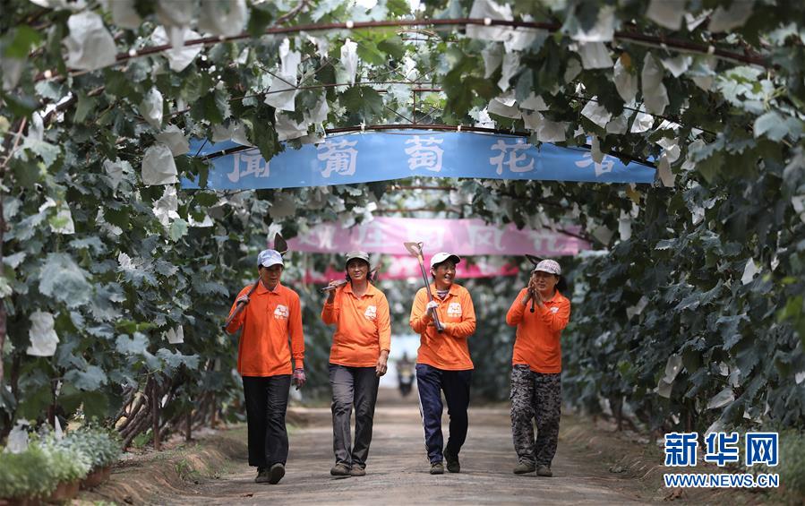 8月4日，在唐家房镇果子园村鞍山绿泰佳葡萄园，几名工人走在回家的路上。 新华社记者 姚剑锋 摄