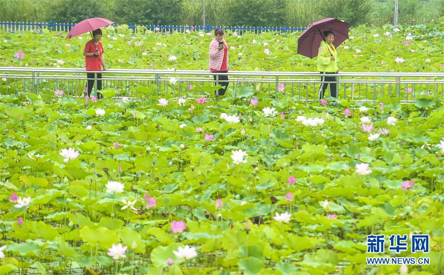 8月6日，游客在河北省永清县里澜城镇金华湖观赏荷花。 夏日时节，河北省永清县里澜城镇金华湖荷塘的荷花争相开放，吸引市民和游客前来游玩观赏。 新华社记者 李晓果 摄