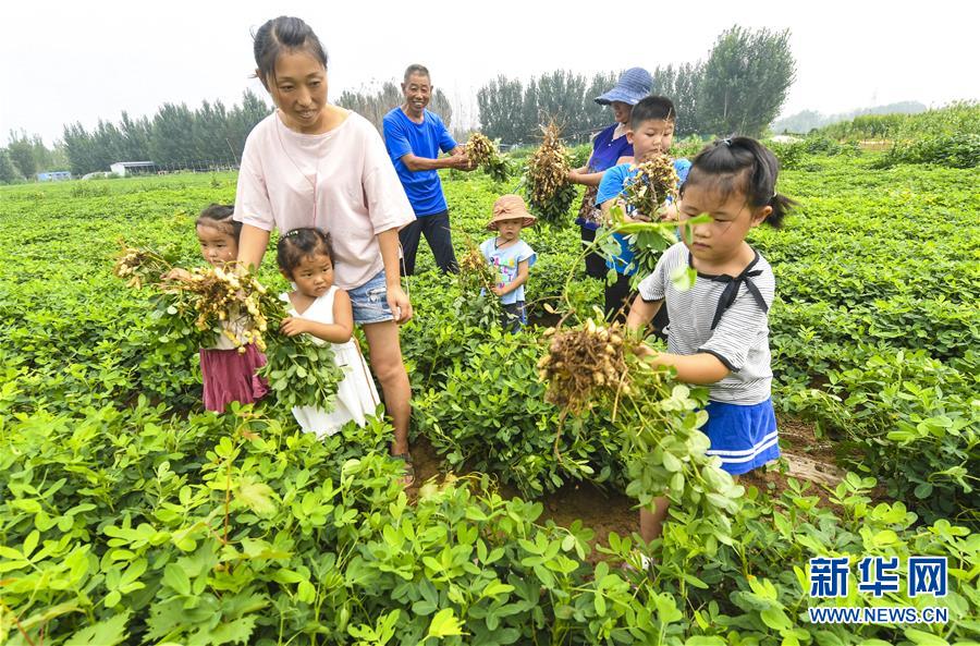 8月6日，游客在河北省永清县刘街乡的乡村赛马场内休闲。 近年来，河北省永清县采取“农业+文化+旅游”方式，整合农业、人文、生态等资源优势，通过召开旅发大会等形式，打造休闲游、采摘游、亲子游等特色旅游活动，积极推动乡村旅游发展，促进当地群众就业增收，助力乡村振兴。 新华社记者 李晓果 摄