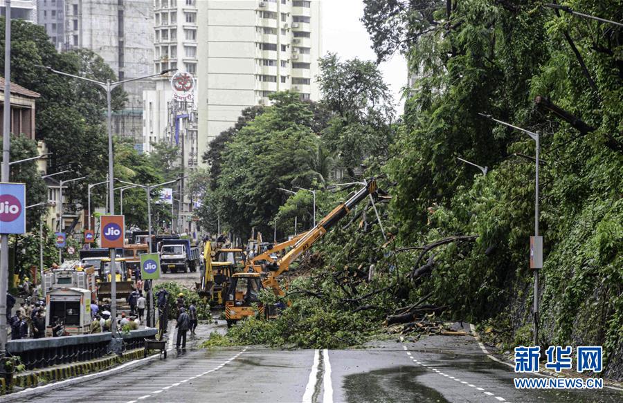 8月6日，在印度孟买，暴风雨吹倒的树木阻断了道路交通。 连日来，孟买遭遇暴风雨袭击。 新华社发