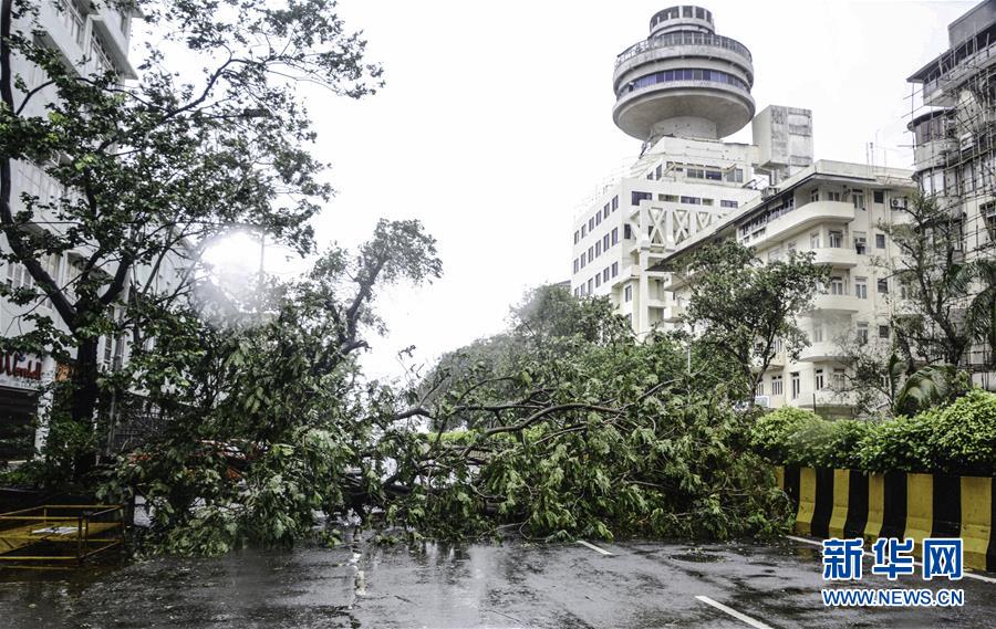 8月6日，在印度孟买，暴风雨吹倒的树木阻断了道路交通。 连日来，孟买遭遇暴风雨袭击。 新华社发