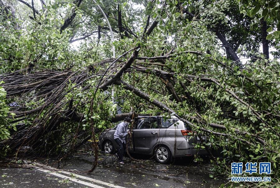 8月6日，在印度孟买，暴风雨吹倒的树木砸坏路边的车辆。 连日来，孟买遭遇暴风雨袭击。 新华社发