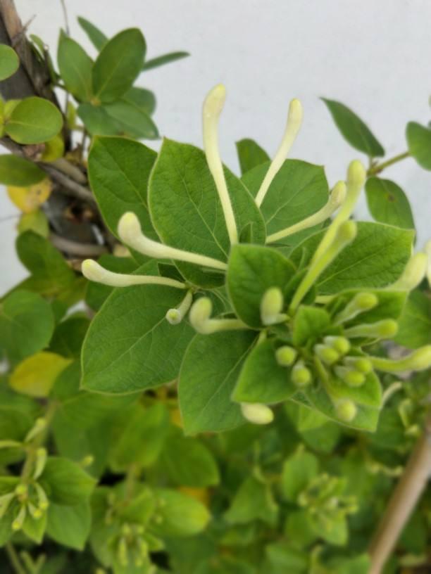4种花用处多,摘下花瓣泡茶喝,还能清热解暑
