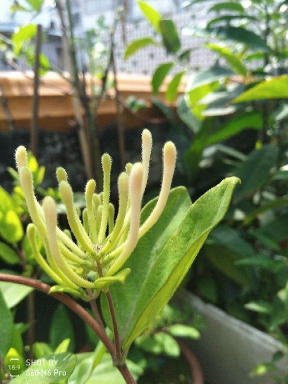 4种花用处多,摘下花瓣泡茶喝,还能清热解暑