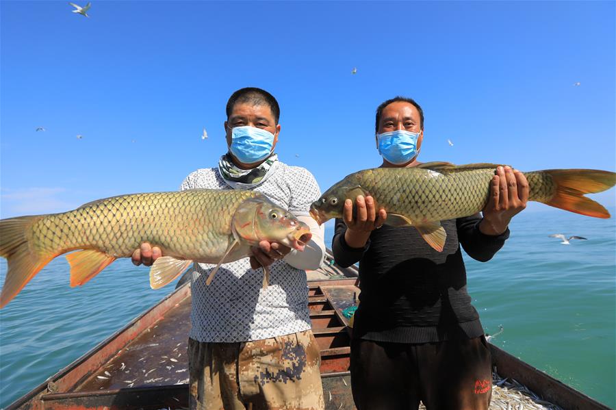 (经济)(3)新疆博斯腾湖:渔民秋捕忙