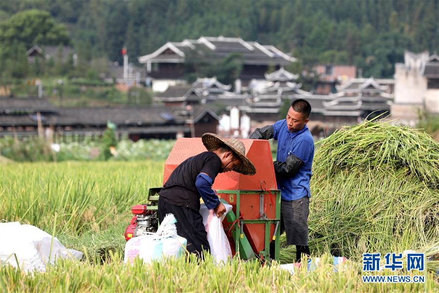 8月9日，在广西三江侗族自治县良口乡南寨村，村民在收割早稻。 立秋过后，广西三江侗族自治县种植的早稻进入丰收季节，人们抢抓农时收割早稻。 新华社发（梁克川 摄）