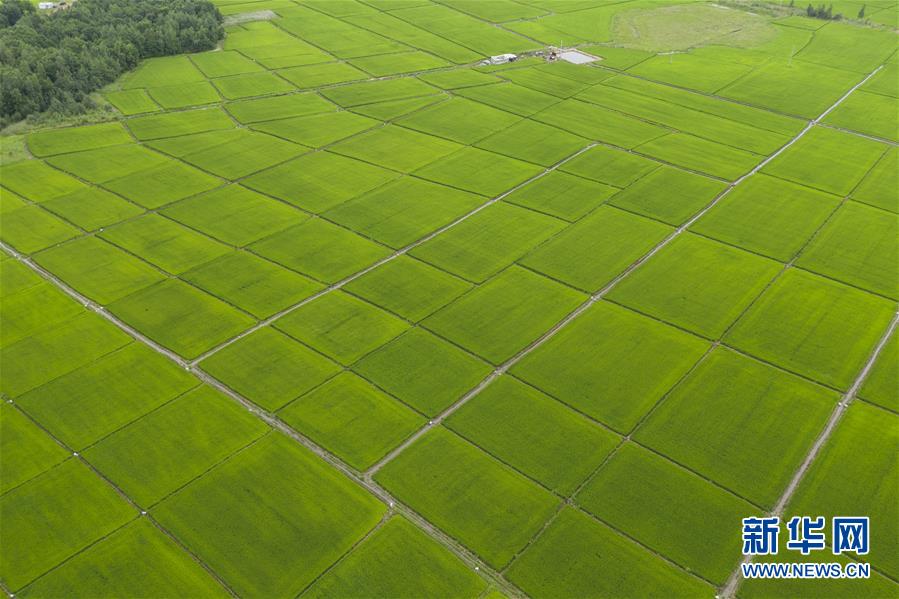 （美丽中国）（3）“东极”抚远：绿色稻田展画卷