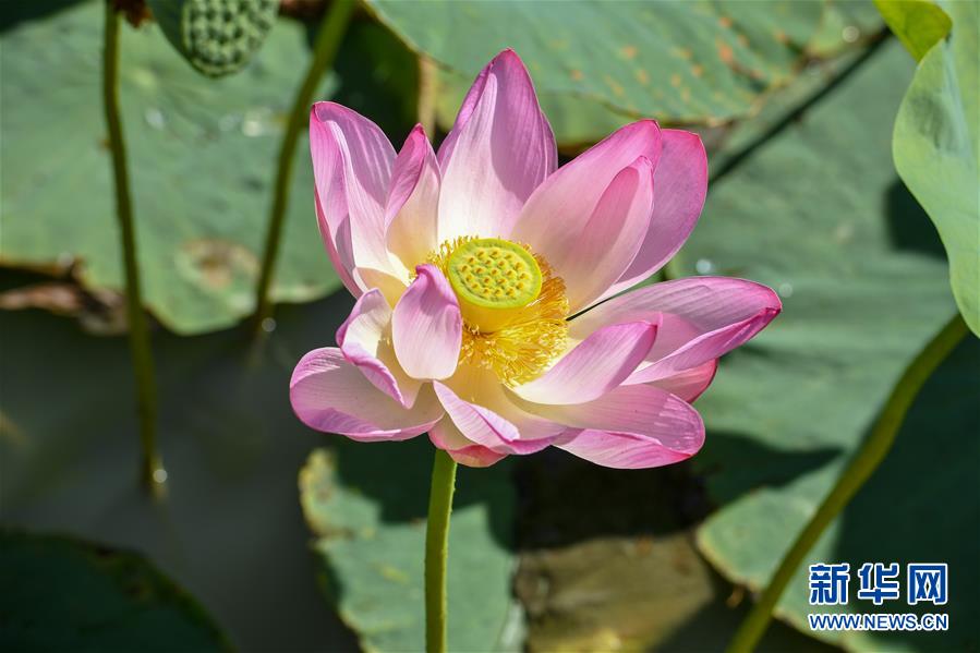 这是在镇赉环城国家湿地公园拍摄的荷花（8月12日摄）。近日，位于吉林省白城市镇赉县的镇赉环城国家湿地公园荷花进入盛放期，吸引市民前来观赏。公园湖泡原址是县城污水排放点，水质富营养化，污染较为严重，2013年起，镇赉县先后实施了湖泡连通、湿地清淤、围堰保护、水污染综合治理、植被恢复等生态保护工程，使湿地公园成为了集城市生态治理、环保科普教育、市民休闲娱乐于一体的生态功能区。新华社记者 张楠 摄