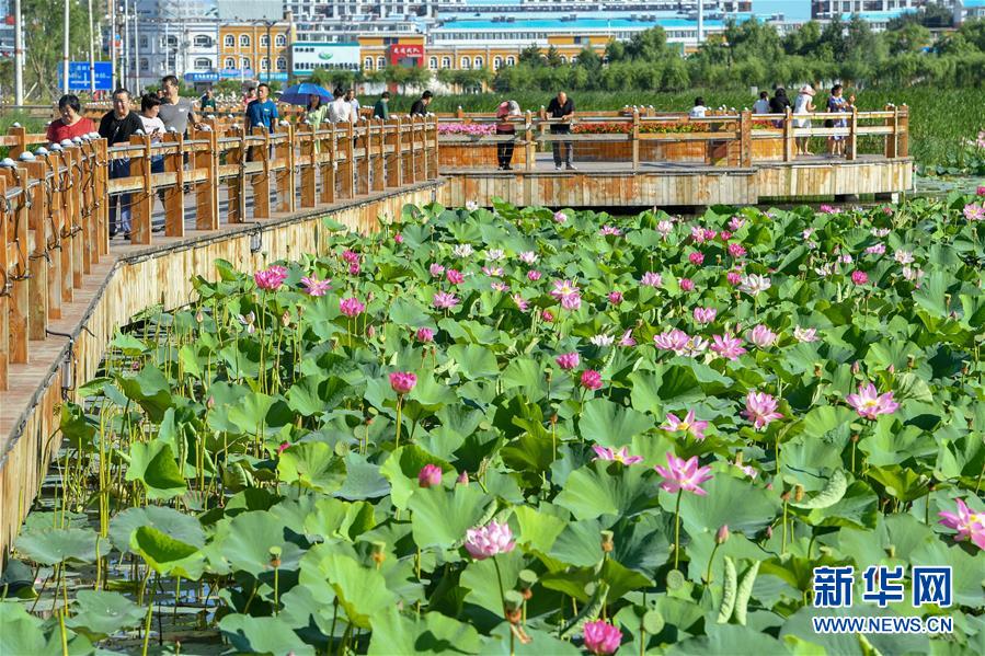 8月12日，市民在镇赉环城国家湿地公园散步赏花。新华社记者 张楠 摄