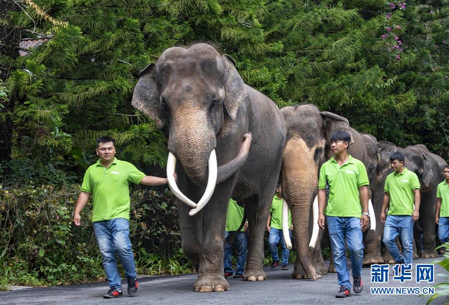 8月12日，在西双版纳傣族自治州野象谷景区的“世界大象日”公益活动上，工作人员牵引着大象游行。 新华社发（陈欣波 摄）