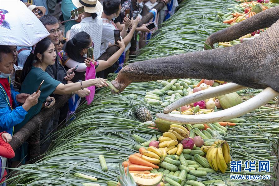 8月12日，游客在西双版纳傣族自治州野象谷景区喂大象。 新华社发（陈欣波 摄）