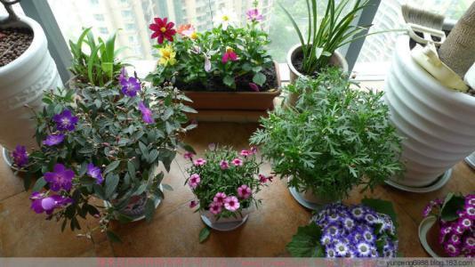 养花的5个“窍门”，简单实用，花长得茂盛不怕烂根！