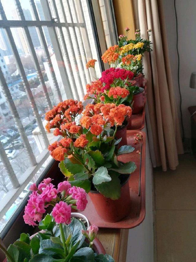 养花的5个“窍门”，简单实用，花长得茂盛不怕烂根！
