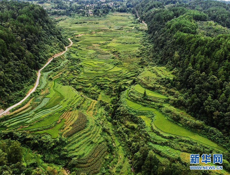 （美丽中国）（5）重庆彭水：山乡梯田美如画