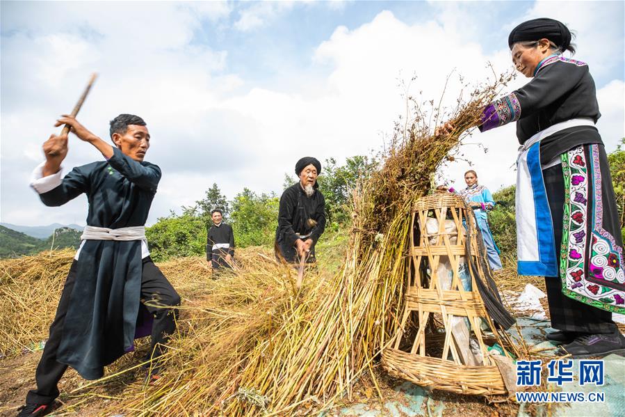 8月15日，村民在贵州省毕节市赫章县珠市彝族乡以那村采收成熟的苦荞。 初秋时节，位于乌蒙高原的贵州省毕节市赫章县珠市彝族乡以那村的农作物陆续成熟，村民们抢抓农时采收，田间地头一派繁忙景象。 新华社发（罗大富 摄）