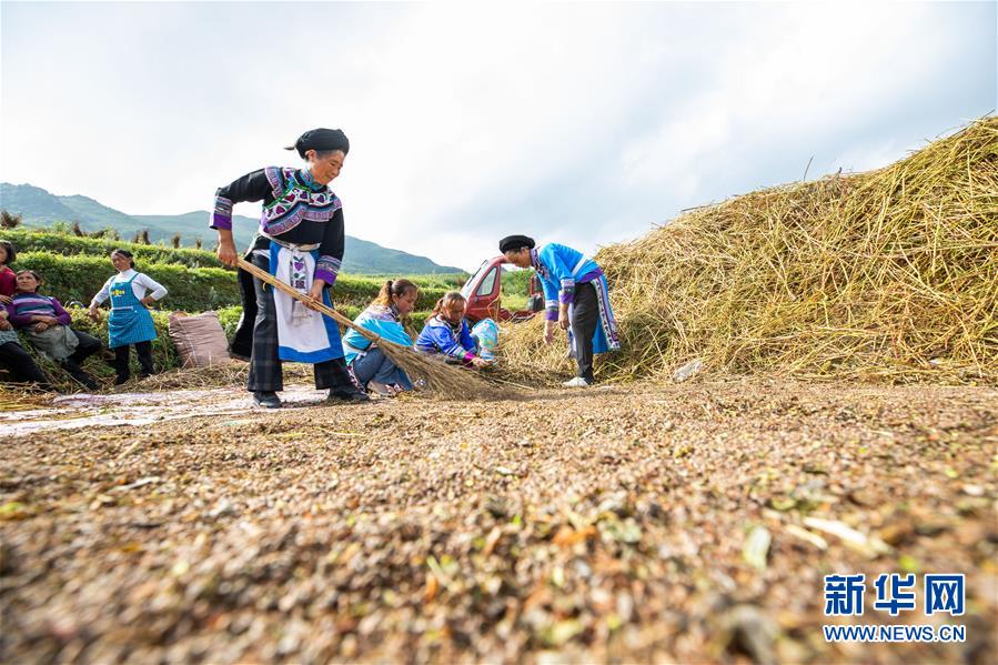 8月15日，村民在贵州省毕节市赫章县珠市彝族乡以那村采收成熟的苦荞。 初秋时节，位于乌蒙高原的贵州省毕节市赫章县珠市彝族乡以那村的农作物陆续成熟，村民们抢抓农时采收，田间地头一派繁忙景象。 新华社发（罗大富 摄）