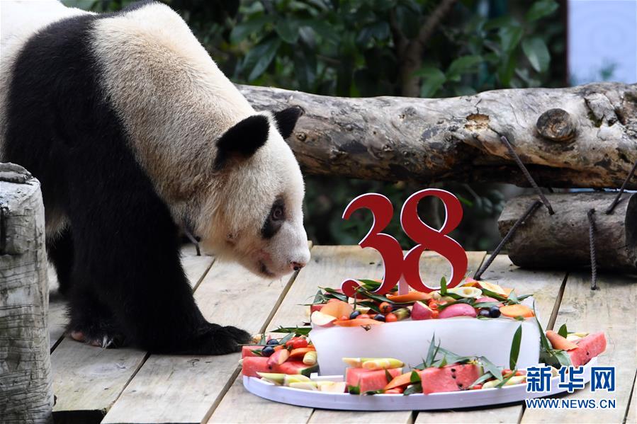 （社会）（5）世界现存最年长圈养大熊猫迎来38岁生日