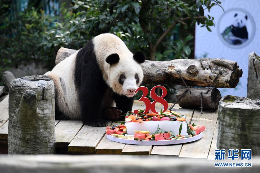 （社会）（6）世界现存最年长圈养大熊猫迎来38岁生日