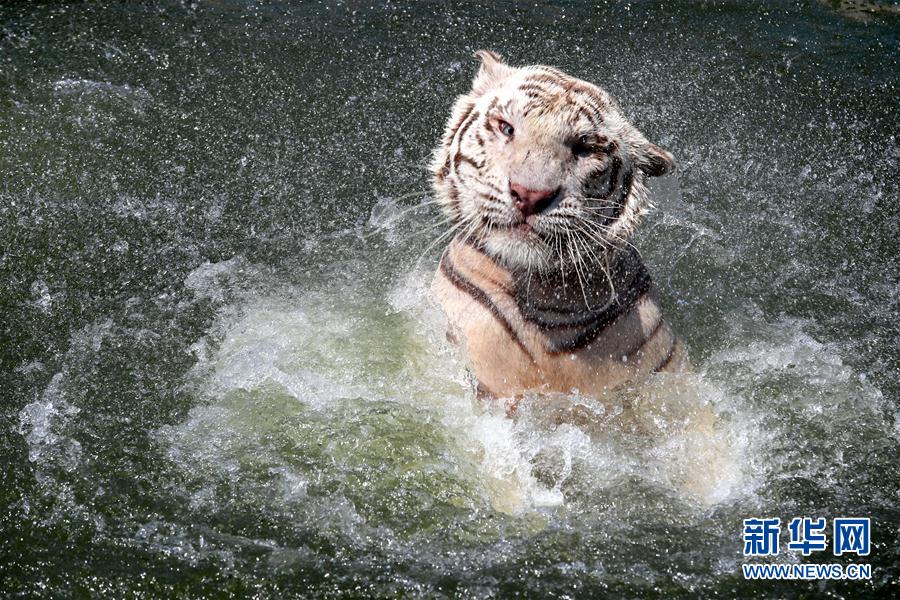 8月17日，南通森林野生动物园的白虎在水池中戏水享受清凉。  新华社发（许丛军 摄）